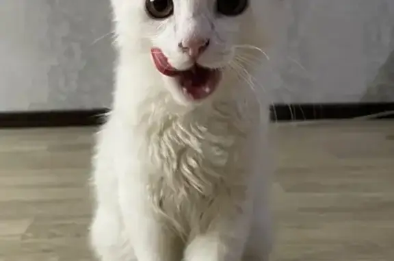 Найдена кошка, Чебоксары, фото: Кошка найдена на Пирогова 8/2, Чебоксары