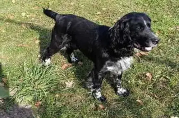 Пропала собака, Южная ул., Смольный