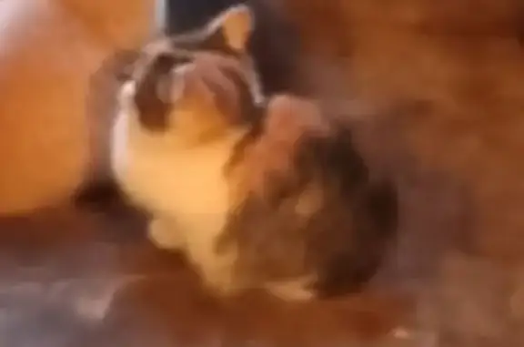 Пропала кошка, Ленинский пр., 31, Тольятти