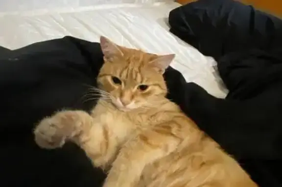 Пропала кошка, Шишимская 22, Екатеринбург