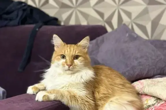 Кошки потеряшки, Москва, фото: Потеряшка кошка, Чертановская 50 к1