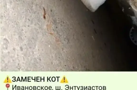 Кошка найдена: Саянская ул, 11 к2, Москва