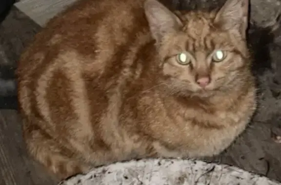 Найдена кошка, Екатеринбург, фото: Найдена кошка, Бухара-Урал, 10, Екатеринбург