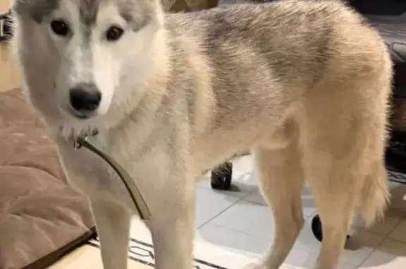 Собаки потеряшки, Новосибирская область, фото: Потеряшка собака Серый, Новосибирск