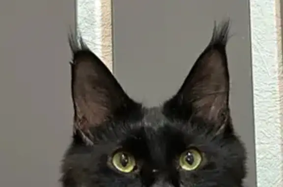 Кошки потеряшки, Челябинск, фото: Потеряшка кошка на Коммунаров, 36, Челябинск