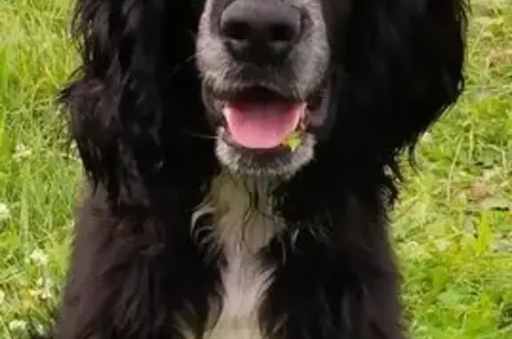 Пропала черная собака, 6, Иваново