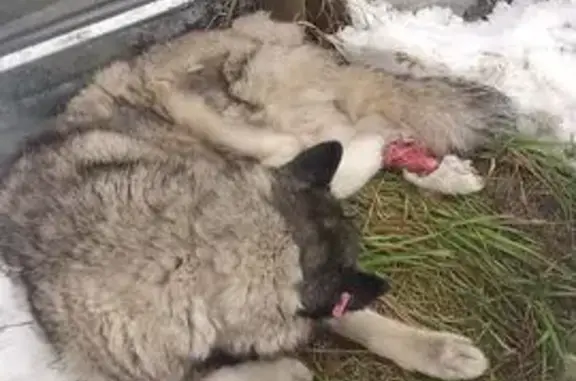 Найдена собака, Нижний Новгород, фото: Серая собака найдена на Торфяной, 8Д