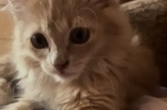 Найдена кошка, Омск, фото: Котенок найден, Омск, 6-й Амурский пр.