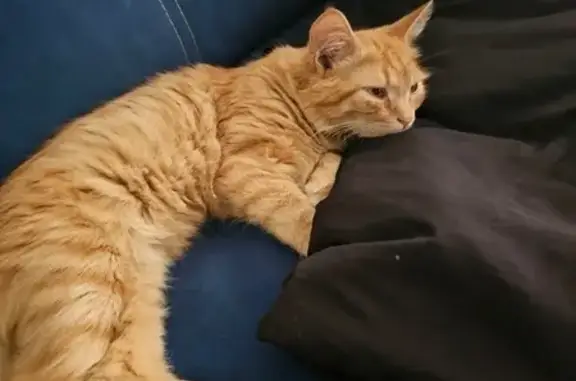 Пропала кошка, ул. Полющенко, 76, Будённовск