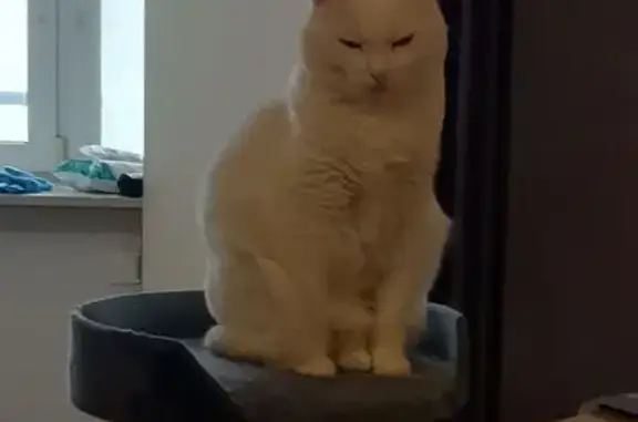 Кошки потеряшки, Санкт-Петербург, фото: Потеряшка глухая кошка, Савушкина 16