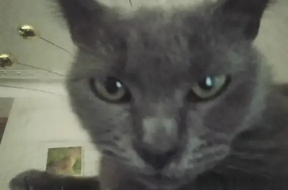 Кошки потеряшки, Таганрог, фото: Потеряшка кошка, Комсомольский пер. 72, Таганрог