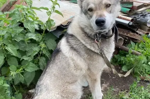 Пропала собака, Липецкая обл., Спешнево