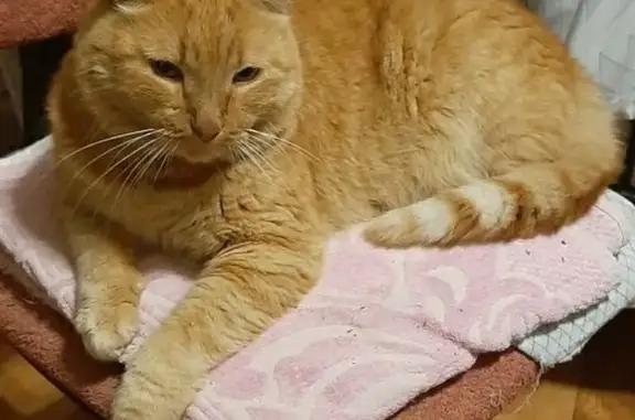 Пропал рыжий кот, Басманный тупик, Москва