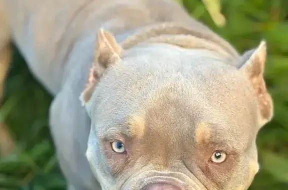 Собаки потеряшки, Чебоксары, фото: Потеряшка собака, ул. 50 лет Октября, 7