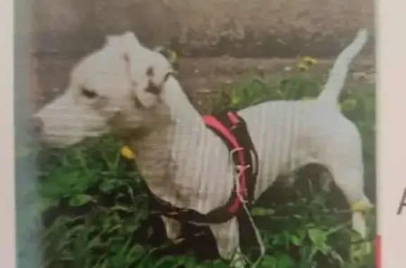 Пропала собака, Топольковый пер. 18, Краснодар