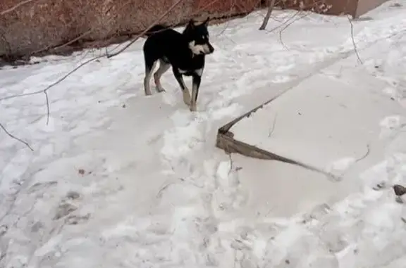 Найдена собака, Улан-Удэ, фото: Собака найдена на Ключевской, 37, Улан-Удэ