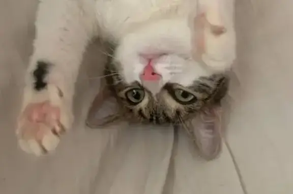 Кошки потеряшки, Сибай, фото: Потеряшка кошка, ул. Кирова, 25, Сибай