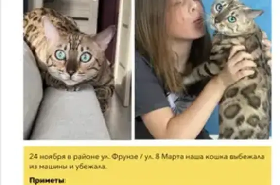 Пропала кошка, ул. Фрунзе, Екатеринбург