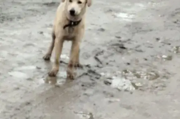 Найдена собака, Саратов, фото: Собака найдена: Большой Астраханский тупик