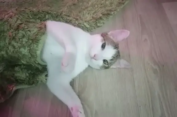 Кошки потеряшки, Самара, фото: Потеряшка кошка, ул. Г. Димитрова, 52А, Самара