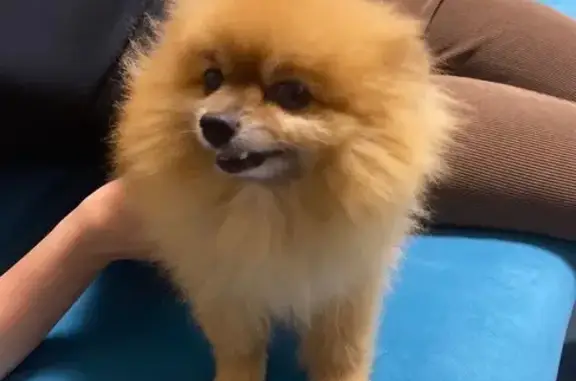 Пропала собака, Бойцова 3, СПб