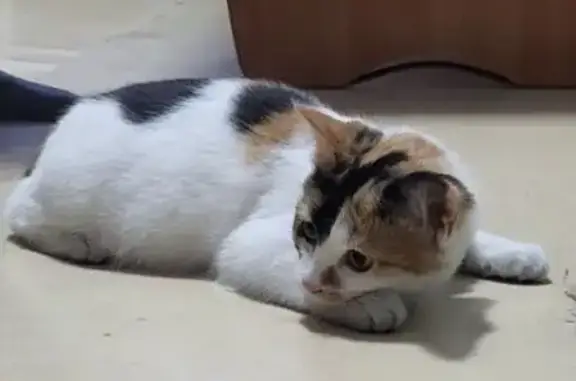 Кошки потеряшки, Бийск, фото: Потеряшка кошка, Бийск, пер. Липового, 115