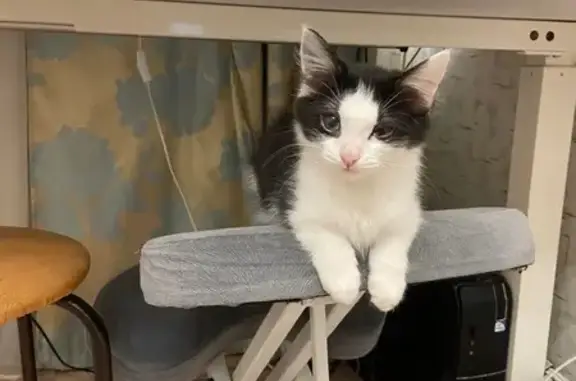 Кошки потеряшки, Уфа, фото: Потеряшка котёнок, ул. Лётчиков 11, Уфа