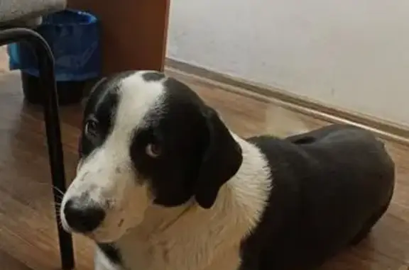 Пропала собака Джек, Тула, Торховский 6А