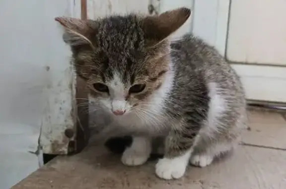 Найденные животные Агаповка, фото: Котёнок найден: Школьная 1/1, Агаповка