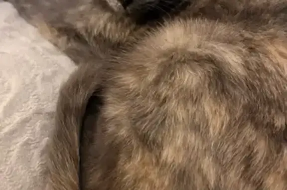 Кошка найдена: Колхозная ул. 8, Калининград