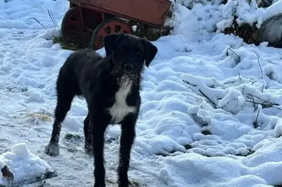 Найдена собака, , фото: Собака найдена: 46Н-01156, Андрейково
