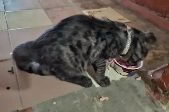 Найдена кошка, Ульяновск, фото: Найдена кошка, ул. Герасимова, Ульяновск