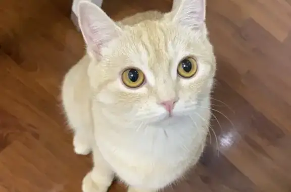 Кошки потеряшки, Алматы, фото: Потеряшка кошка, ул. Брусиловского, 58