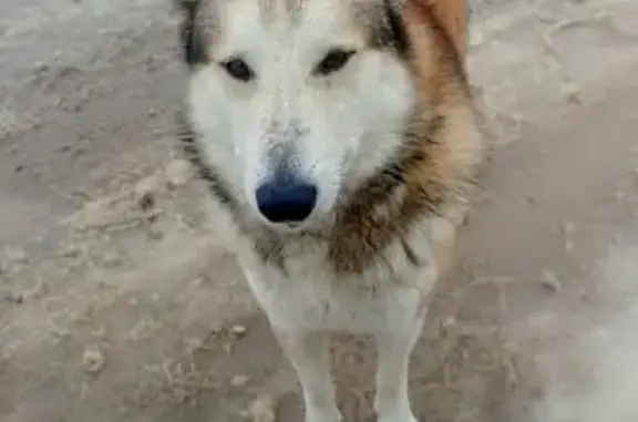 Найдена собака, Тверская область, фото: Собака найдена: Борцино, Тверская обл.