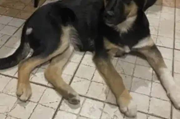 Пропала собака на Ленинградском проспекте