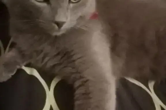 Кошки потеряшки, , фото: Потеряшка кот: Октябрьский, 35 мкр, пожарка