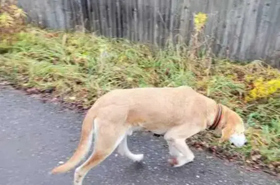 Найдена собака, Истра, фото: Собака найдена: пл. Революции 9, Истра