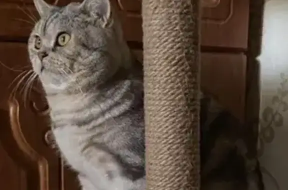 Пропала кошка, Набережные Челны, 20/16