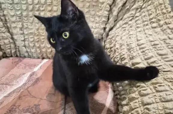 Кошка найдена на Балтийской, 38А, Волгоград