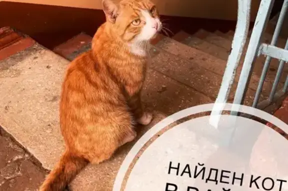 Найдена кошка, Хабаровск, фото: Найден рыжий кот, ул. Бойко-Павлова, 1