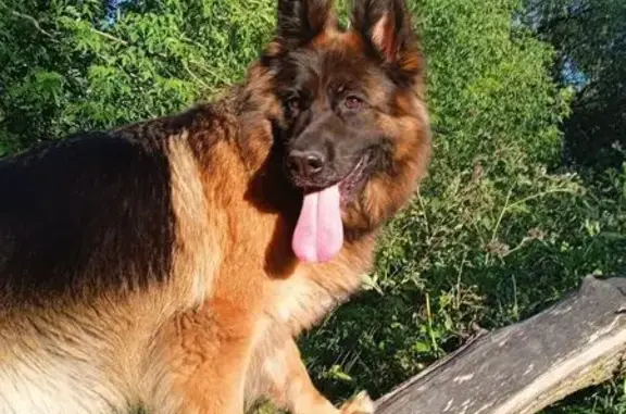 Пропала собака, Тула, проезд Вильямса, 22