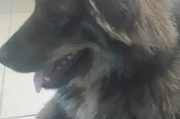 Собака найдена на Цюрупы, 79, Уфа