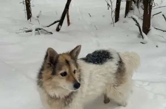 Собаки потеряшки, Подолино, фото: Потеряшка собака, Лермонтовская 102, Подолино
