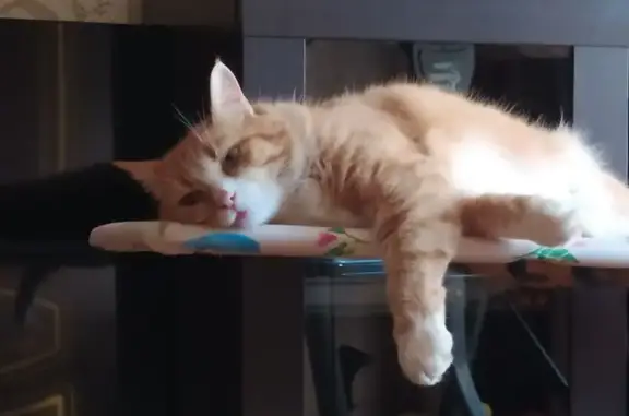 Пропала кошка, ул. МОПРа, Ковров