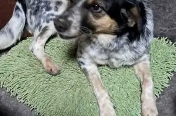 Собака найдена в СНТ, Ступинский район