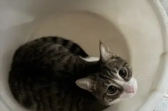 Кошки потеряшки, Краснодар, фото: Потеряшка кошка, Комсомольская 61, Краснодар