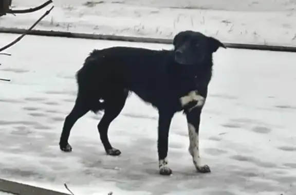 Пропала собака на ул. Нефтяников, 27