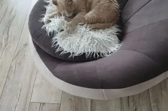 Пропала кошка, Иркутск, Трудовая 131