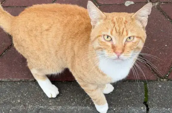 Кошки потеряшки, Калининград, фото: Потеряшка рыжий кот, ул. Пражская, Калининград
