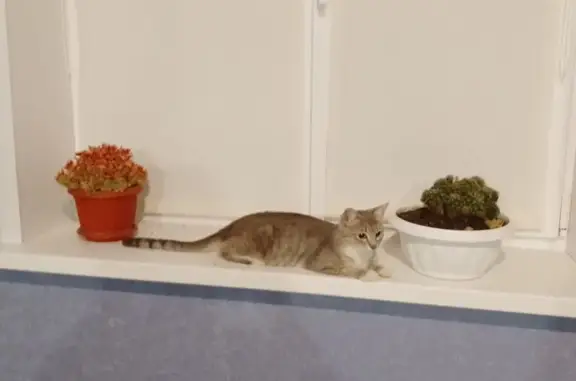 Кошки потеряшки, Смоленск, фото: Потеряшка кошка, Тихвинка, 128А, Смоленск